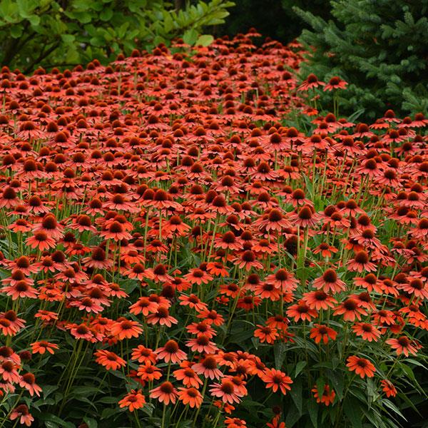 Echinacea Sombrero® Flamenco Orange - Commercial Landscape 1