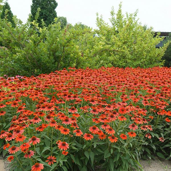 Echinacea Sombrero® Flamenco Orange - Commercial Landscape 2