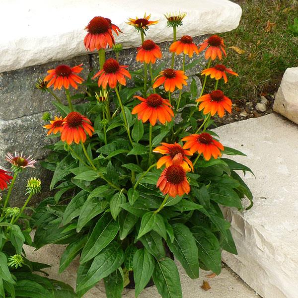 Echinacea Sombrero® Flamenco Orange - Container