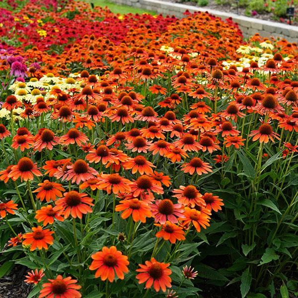 Echinacea Sombrero® Flamenco Orange - Landscape
