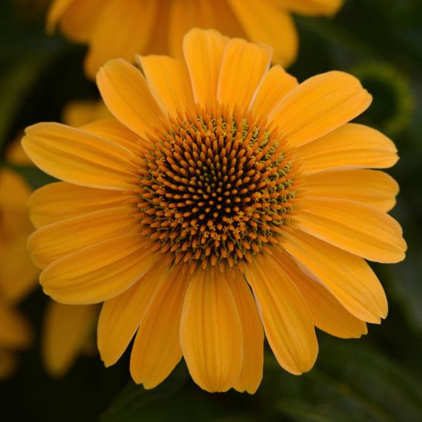 Echinacea Sombrero® Granada Gold - Bloom