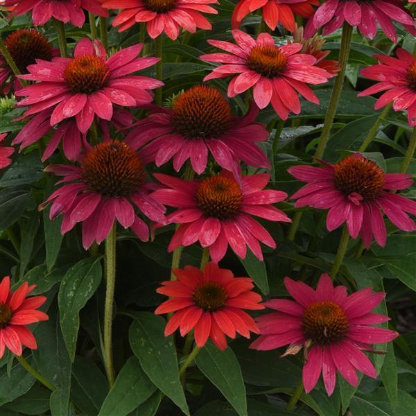 Echinacea Sombrero® Tres Amigos - Bloom