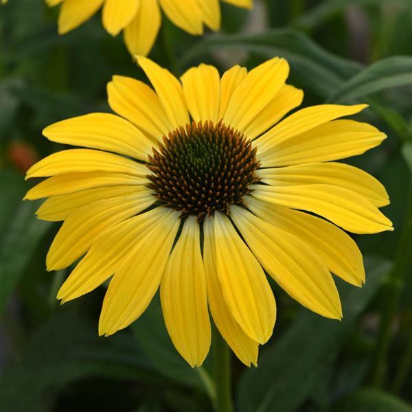 Echinacea Sombrero® Summer Solstice - Bloom