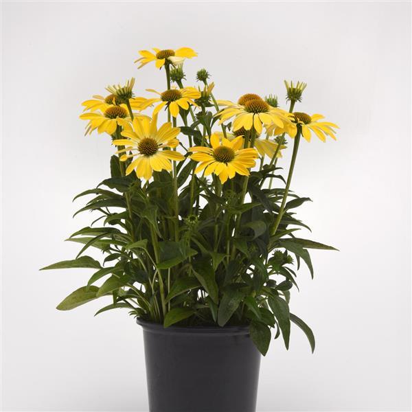 Echinacea Sombrero® Summer Solstice - Container