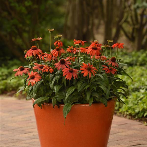 Echinacea Sombrero® Mandarin Mambo - Container