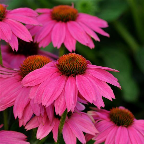 Echinacea PowWow® Wild Berry - Bloom