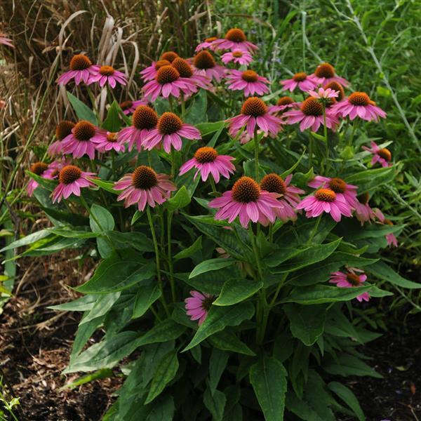 Echinacea PowWow® Wild Berry - Garden