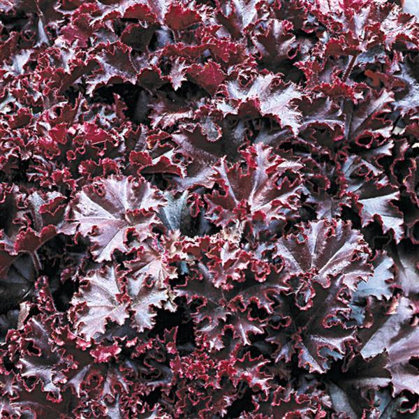 Heuchera Melting Fire - Bloom
