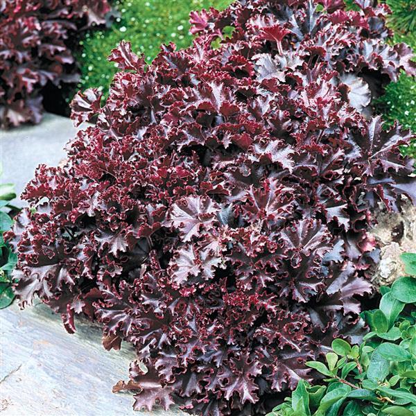 Heuchera Melting Fire - Landscape