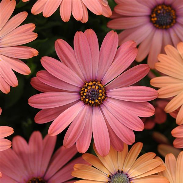 Serenity™ Rose Magic Osteospermum - Bloom