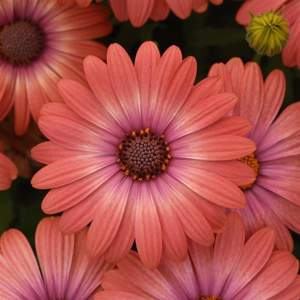 Serenity™ Coral Magic Osteospermum - Bloom