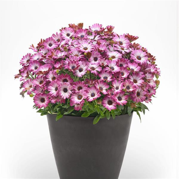 Serenity™ Pink Party Osteospermum - Container