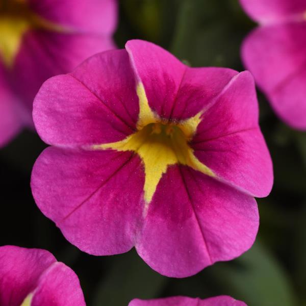 Conga™ Pink Star Calibrachoa - Bloom