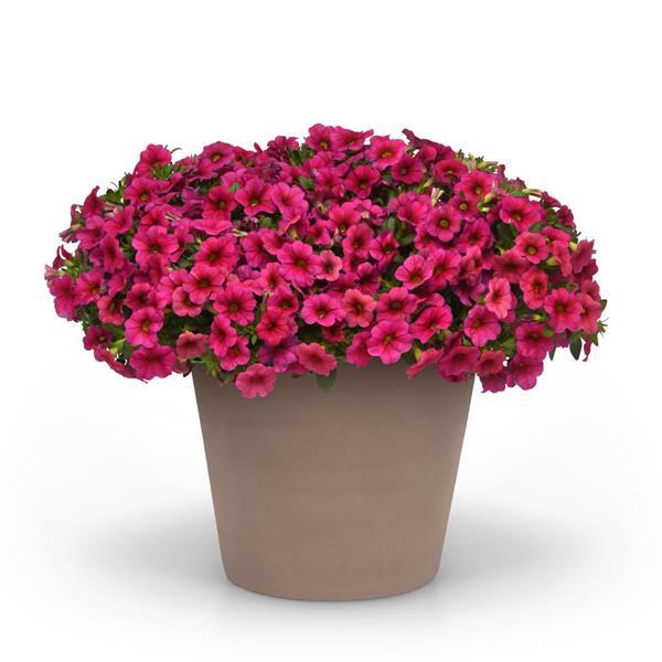 Conga™ Rose Calibrachoa - Container