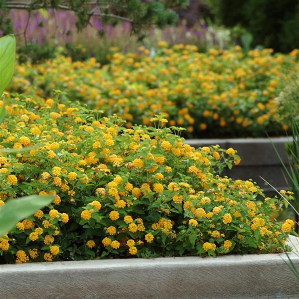 Landmark™ Gold Lantana - Landscape