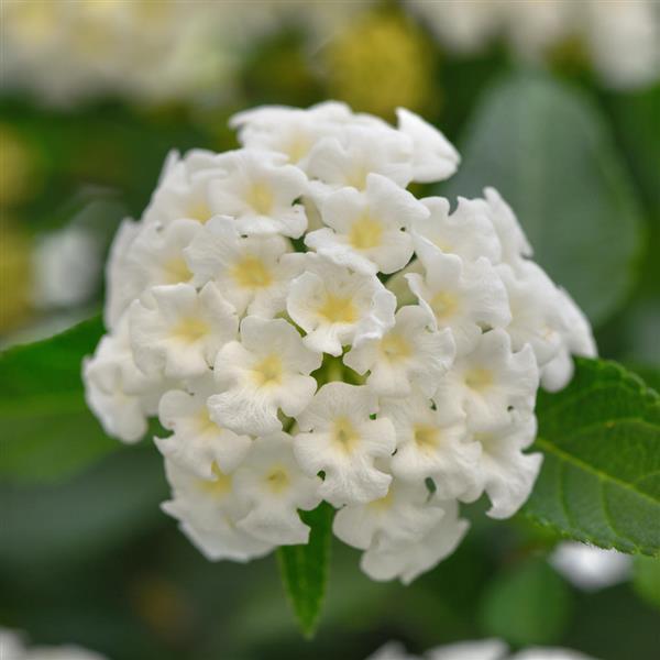 Landmark™ White 26 Lantana - Bloom