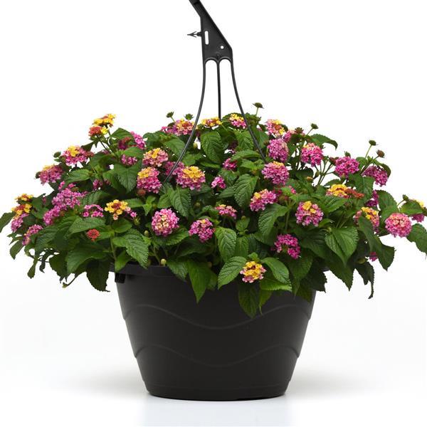 Shamrock™ Rose Lantana - Basket