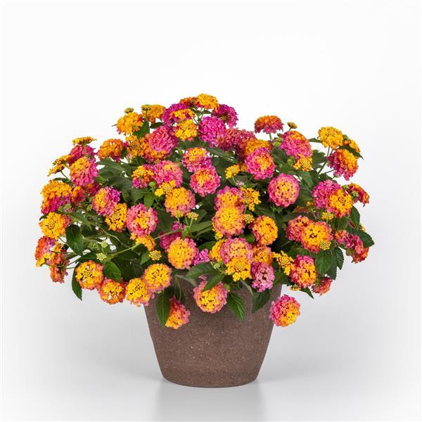 Shamrock™ Rose Lantana - Container