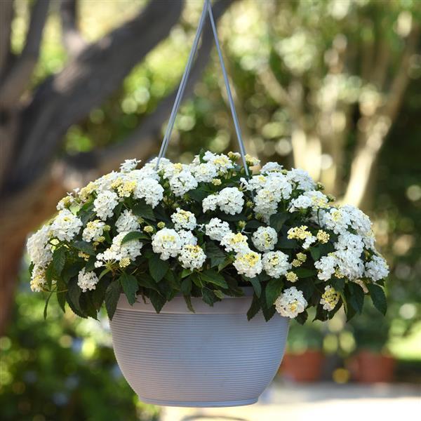 Shamrock™ White Lantana - Basket