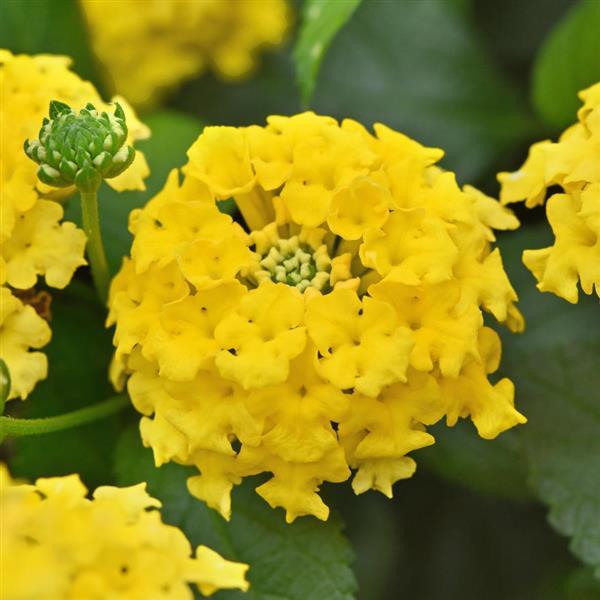 Shamrock™ Yellow Lantana - Bloom