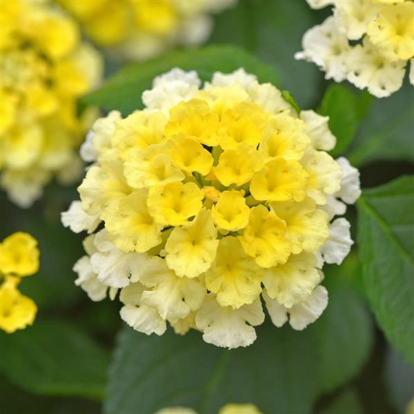 Shamrock™ Lemon Glow Lantana - Bloom