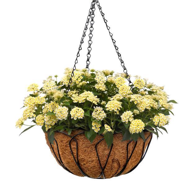 Shamrock™ Butterscotch Glow Lantana - Basket