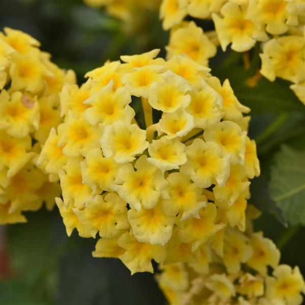Shamrock™ Butterscotch Glow Lantana - Bloom