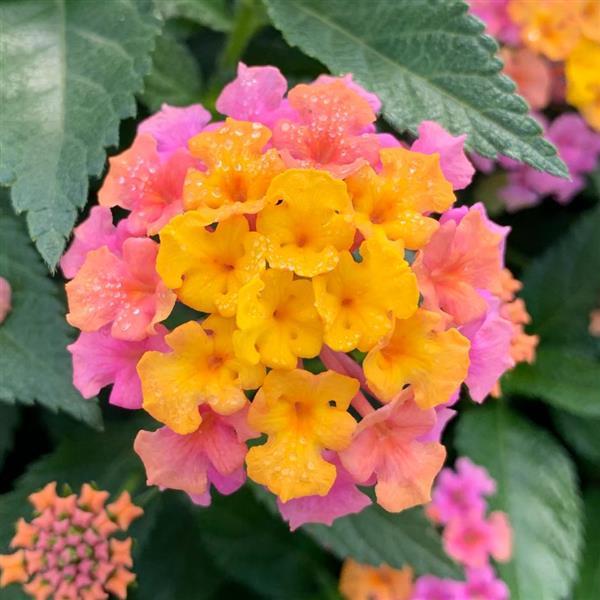 Shamrock™ Rose Gold Lantana - Bloom