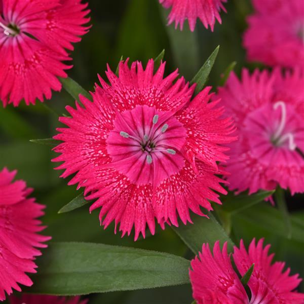 Dianthus Ideal Select Rose
