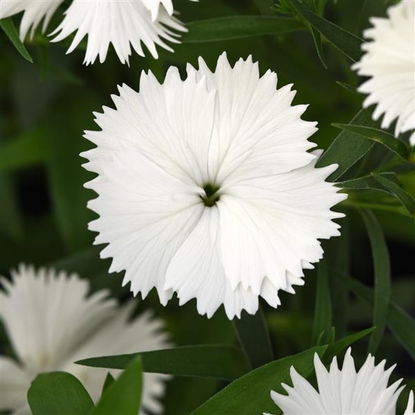 Dianthus Ideal Select White