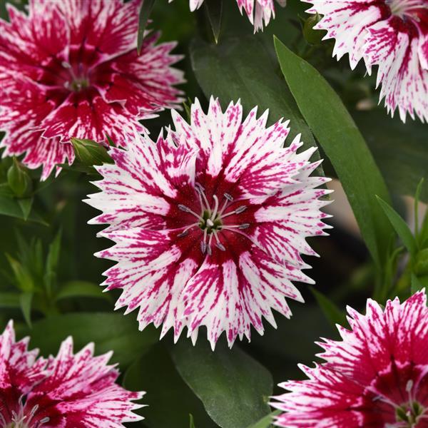 Dianthus Ideal Select Whitefire