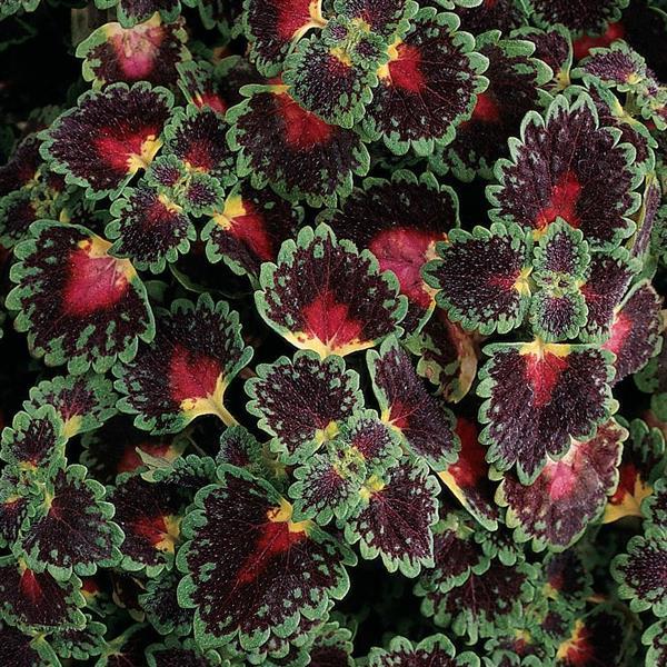 Lava Rose Coleus - Bloom
