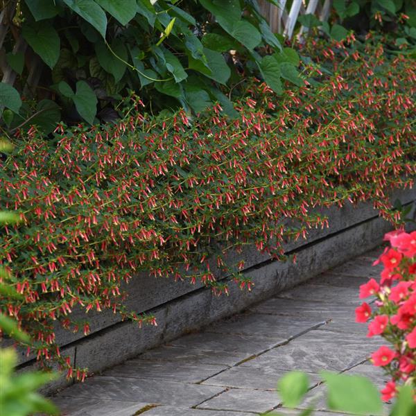 Honeybells Cuphea - Commercial Landscape 1