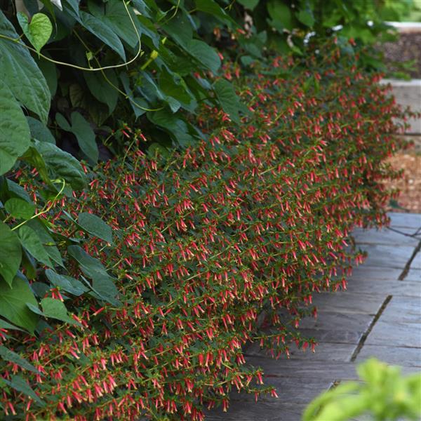 Honeybells Cuphea - Commercial Landscape 2