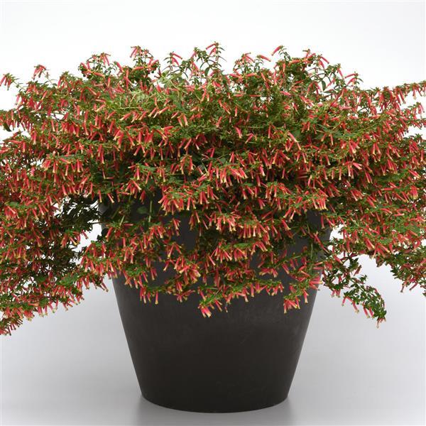 Honeybells Cuphea - Container