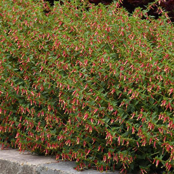 Honeybells Cuphea - Landscape