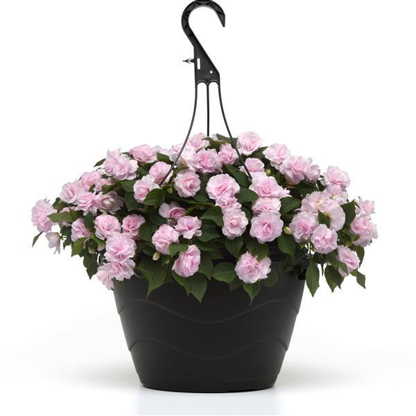 Glimmer™ Appleblossom Double Impatiens - Basket