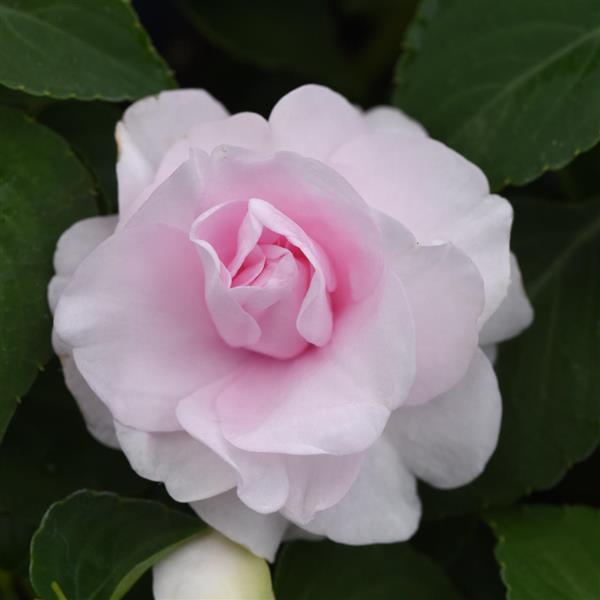 Glimmer™ Appleblossom Double Impatiens - Bloom