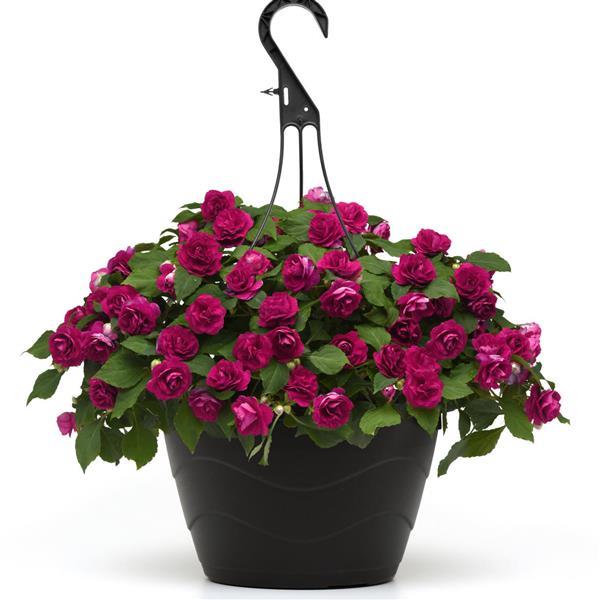 Glimmer™ Burgundy Double Impatiens - Basket