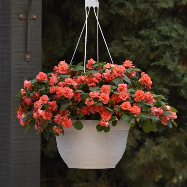 Glimmer™ Salmon Double Impatiens - Basket
