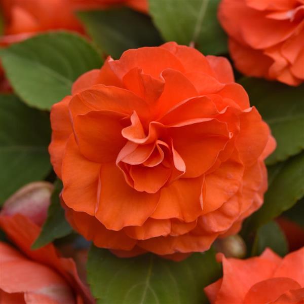 Glimmer™ Salmon Double Impatiens - Bloom