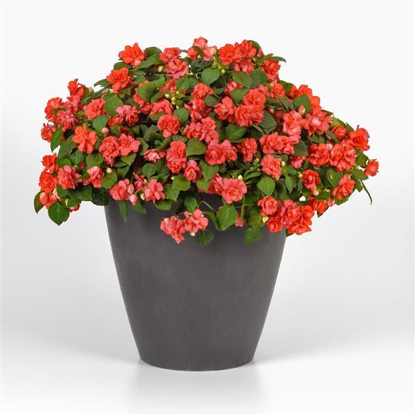 Glimmer™ Salmon Double Impatiens - Container