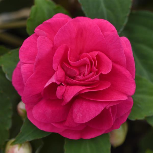 Glimmer™ Hot Pink Double Impatiens - Bloom