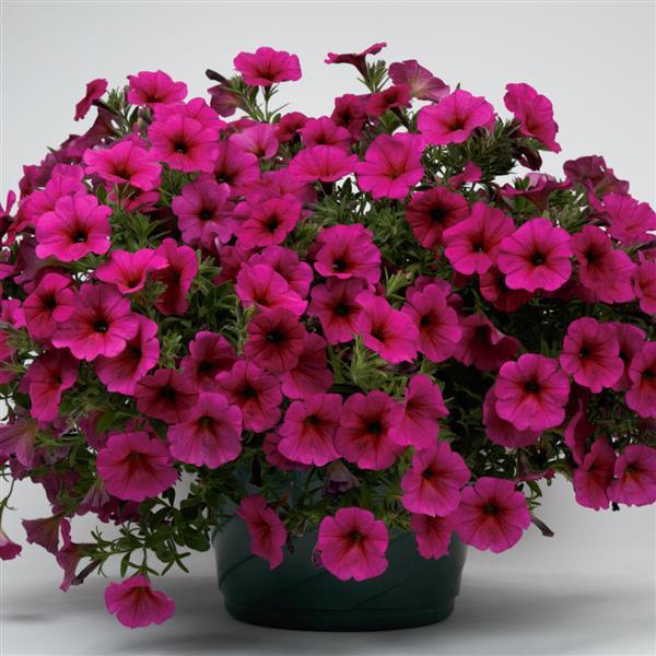 SuperCal® Premium Purple Dawn Petchoa - Container