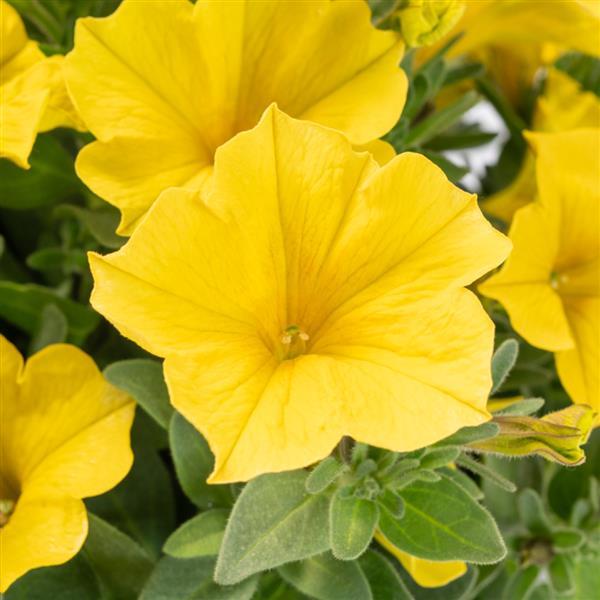 SuperCal® Premium Yellow Sun Improved Petchoa - Bloom