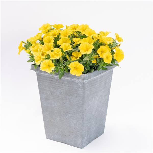 SuperCal® Premium Yellow Sun Improved Petchoa - Container