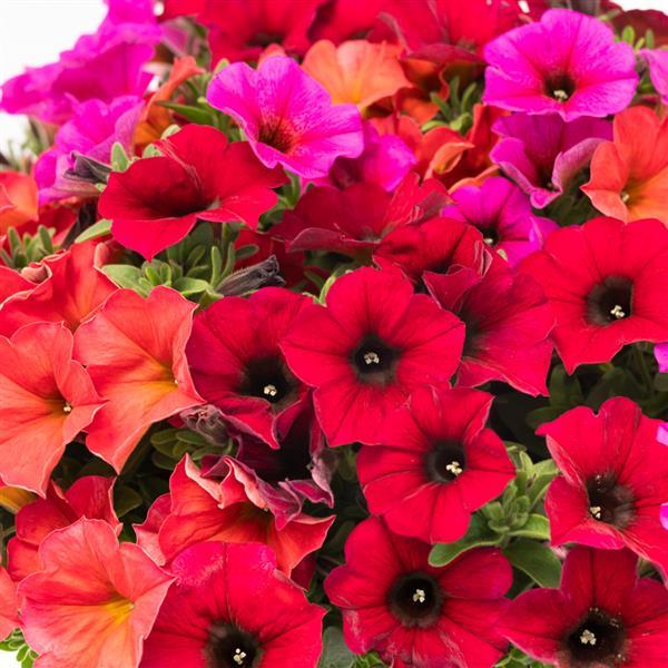 SuperCal® Premium Crimson & Clover Mix Petchoa - Bloom