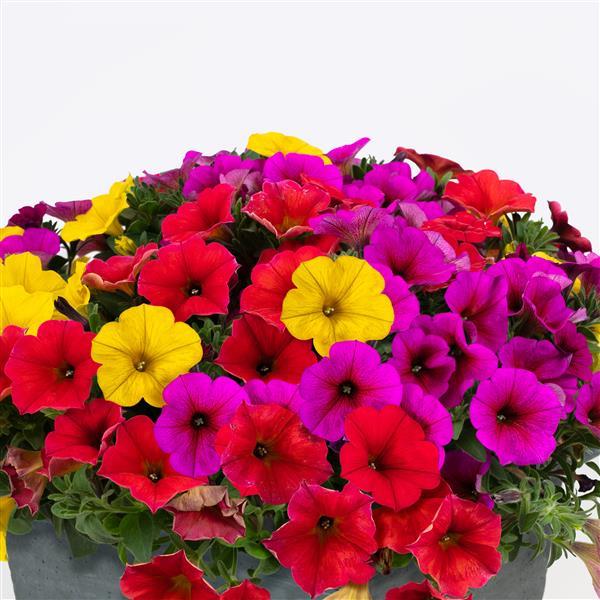 SuperCal® Premium Good Thing Mix Petchoa - Bloom