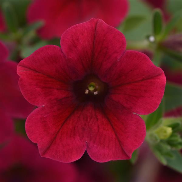 ColorRush™ Red Petunia - Bloom