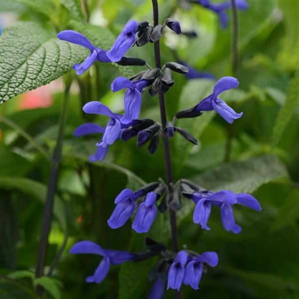 Salvia Black & Bloom - Bloom